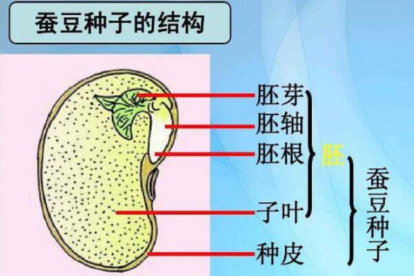 单子叶植物与双子叶植物的区别，胚、根、茎、叶、花各不同535 / 作者:UFO爱好者 / 帖子ID:91491