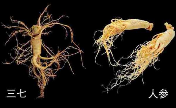 三七和人参能一起吃吗，可以一起吃（吃前先咨询医生）174 / 作者:UFO爱好者 / 帖子ID:90164