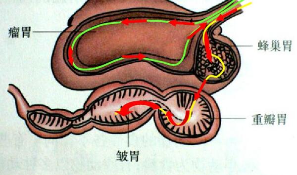 毛肚是牛的第几个胃，第三个胃（牛一共有4个胃）981 / 作者:UFO爱好者 / 帖子ID:83997