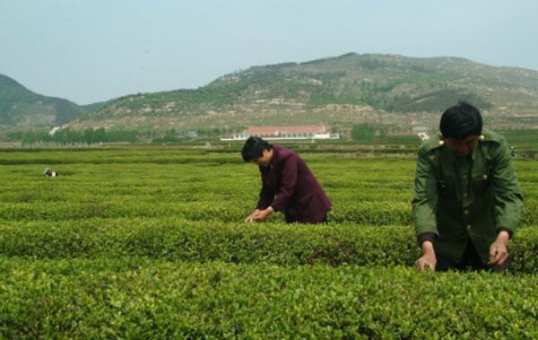 日照绿茶的特点，比普通绿茶更大（冲泡茶水颜色更深）850 / 作者:UFO爱好者 / 帖子ID:82890