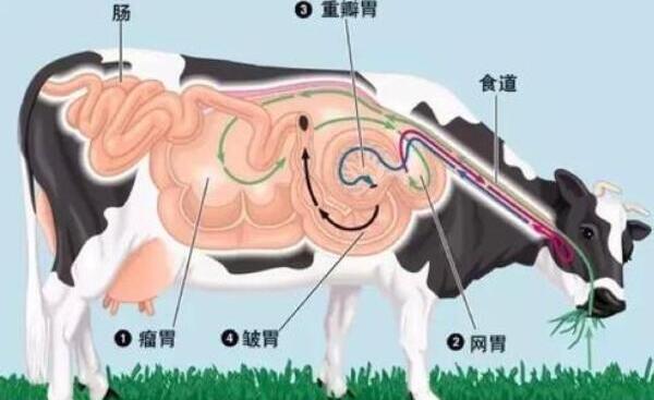 百叶和毛肚的区别，百叶是牛的第三个胃（毛肚是第一个胃）855 / 作者:UFO爱好者 / 帖子ID:81698