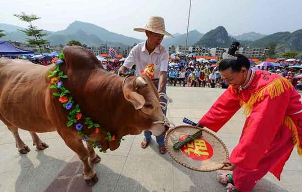 壮族的传统节日是什么：歌圩节、中元节、牛魂节、陀螺节17 / 作者:UFO爱好者 / 帖子ID:76462