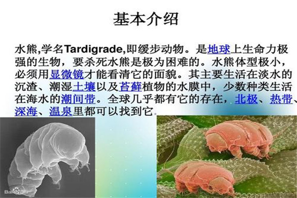 水熊虫寿命是多少年 水熊虫为什么可以活这么久50 / 作者:UFO爱好者 / 帖子ID:102826