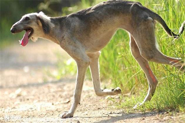 细犬为什么被禁养 细犬被禁养的原因是什么454 / 作者:UFO爱好者 / 帖子ID:81213