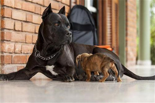 比特犬血统排名前五名 鳄鱼比特犬的咬痕力强超恐怖443 / 作者:UFO爱好者 / 帖子ID:93819