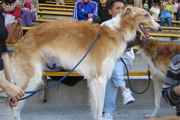 俄罗斯十大名犬 这些狗可以在俄罗斯地区称得上名次453 / 作者:UFO爱好者 / 帖子ID:93860