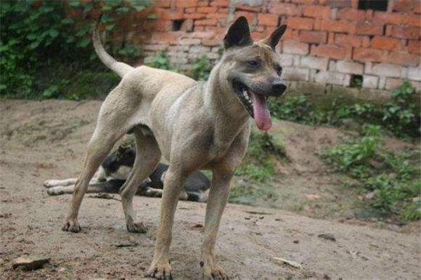 中国十大猎犬 这些猎犬相当凶猛是人民好帮手745 / 作者:UFO爱好者 / 帖子ID:94061