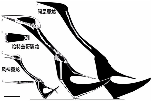 哈特兹哥翼龙 一种以恐龙为食的巨型翼龙（顶级掠食者）838 / 作者:UFO爱好者 / 帖子ID:102005