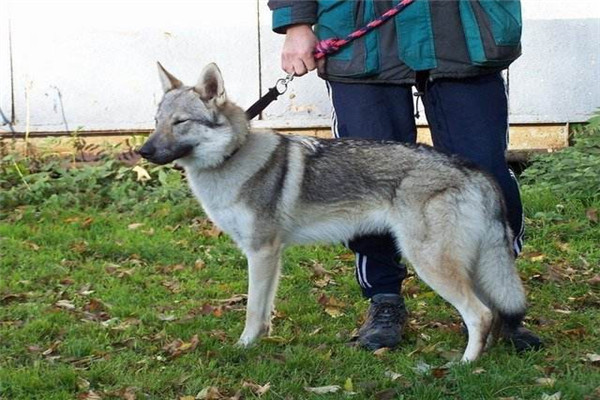 中国十大禁犬 土佐日本国宝比特犬战斗力太强容易伤人263 / 作者:UFO爱好者 / 帖子ID:102368