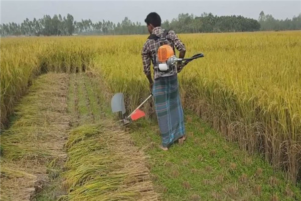 世界水稻产量排名 中国水稻产量第一印度次之180 / 作者:UFO爱好者 / 帖子ID:93584