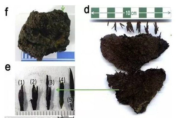 世界上最古老的茶叶 汉阳陵出土陪葬文物（皇帝陪葬品）953 / 作者:UFO爱好者 / 帖子ID:92618