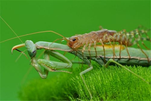 蚰蜒钻耳朵里吃脑浆是真的吗 不是真的（只能进入中耳腔）671 / 作者:UFO爱好者 / 帖子ID:72463