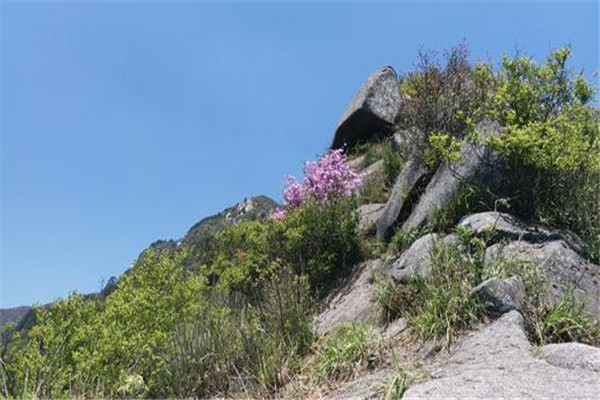 修水白岭镇为什么多出美女：当地爱喝菊花茶（美容养颜）803 / 作者:UFO爱好者 / 帖子ID:71027