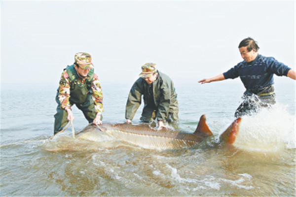 阿姆河大拟铲鲟：喜浑浊水质（阿姆河为原产地）176 / 作者:UFO爱好者 / 帖子ID:93609