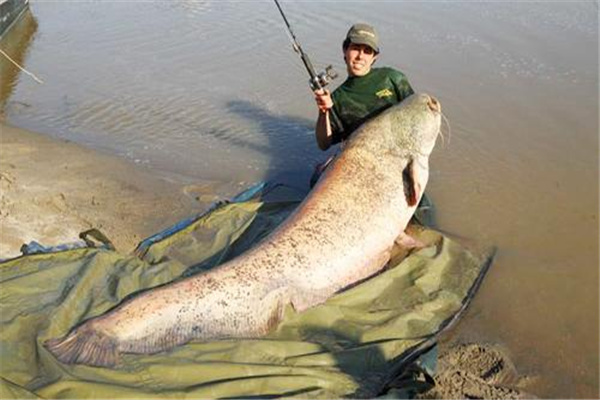 湄公河大鲶：体型巨大的鲶鱼（又名湄公河巨型鲶鱼）327 / 作者:UFO爱好者 / 帖子ID:93406