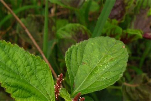 圆椎叶大戟：属于草本植物（种子表面光滑）230 / 作者:UFO爱好者 / 帖子ID:93260