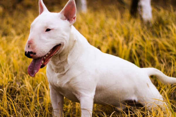 世界上最凶猛的小型犬：迷你牛头梗，怪异杀手(攻击力五颗星)996 / 作者:UFO爱好者 / 帖子ID:92007