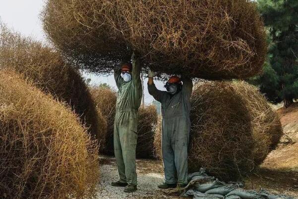 风滚草在中国叫什么?猪毛菜，生命力极强(离开土壤还能活)610 / 作者:UFO爱好者 / 帖子ID:75539