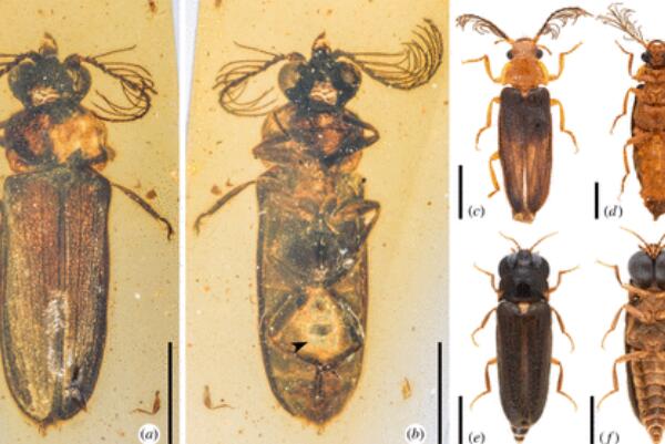 科学家发现1亿年前萤火虫祖先:发光为防御和自保，体长7mm76 / 作者:UFO爱好者 / 帖子ID:74243