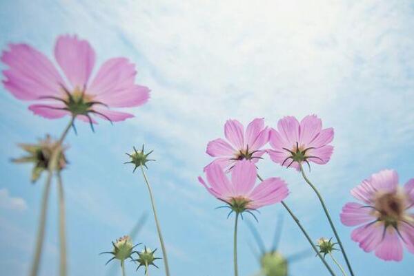 格桑花和波斯菊的区别：波斯菊是格桑花的一种(格桑花是总称)458 / 作者:UFO爱好者 / 帖子ID:93000