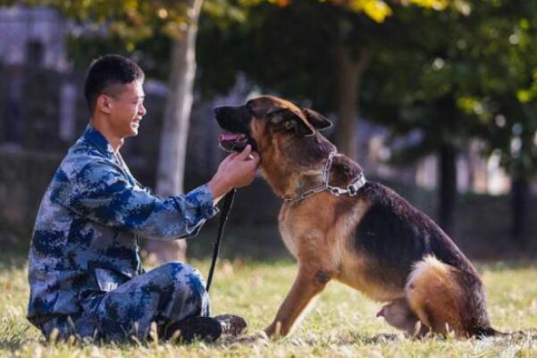 军犬是怎么训练出来的：四种训练军犬的方式(保证令行禁止)231 / 作者:UFO爱好者 / 帖子ID:67934