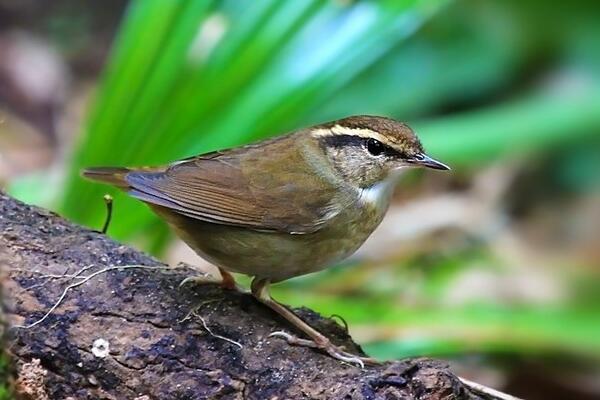 鳞头树莺：叫声似虫叫声，重仅5克(头部有鳞状斑纹)719 / 作者:UFO爱好者 / 帖子ID:67494