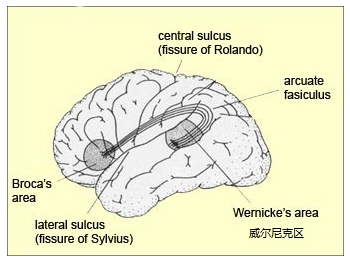 自己打自己脸：从大脑整体论到大脑分工论646 / 作者:UFO爱好者 / 帖子ID:68328