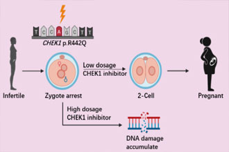 我国科学家发现受精卵卵裂障碍致病基因596 / 作者:UFO爱好者 / 帖子ID:71473