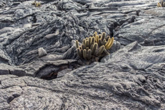 低碳水泥 原材料由石灰石换成火山岩241 / 作者:UFO爱好者 / 帖子ID:70111