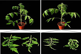 植物RNA聚合酶参与类病毒侵染防御754 / 作者:UFO爱好者 / 帖子ID:68505