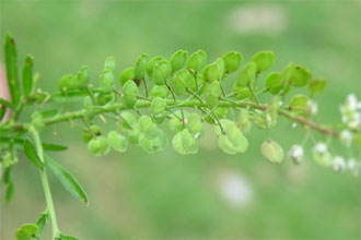 “臭草”是制造环保航空燃料的一个方法801 / 作者:UFO爱好者 / 帖子ID:68494