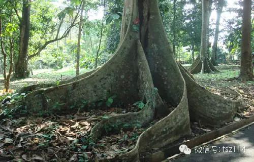 毛骨悚然的83个未解之谜 哪个最灵异？392 / 作者:UFO爱好者 / 帖子ID:82164